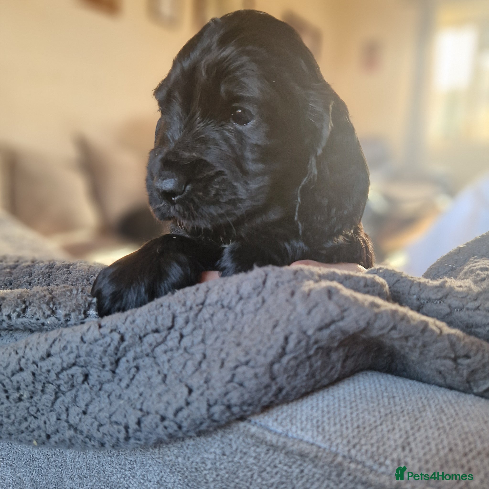 Sprocker dogs 3 BEAUTIFULL SPROCKERS FOR SALE! - Advert 1