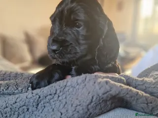 Sprocker dogs 3 BEAUTIFULL SPROCKERS FOR SALE! - Advert 3