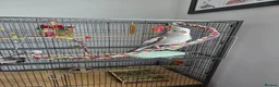 Cockatiels birds for sale: Cockatiel and cage for sale in Hinckley - Advert 1