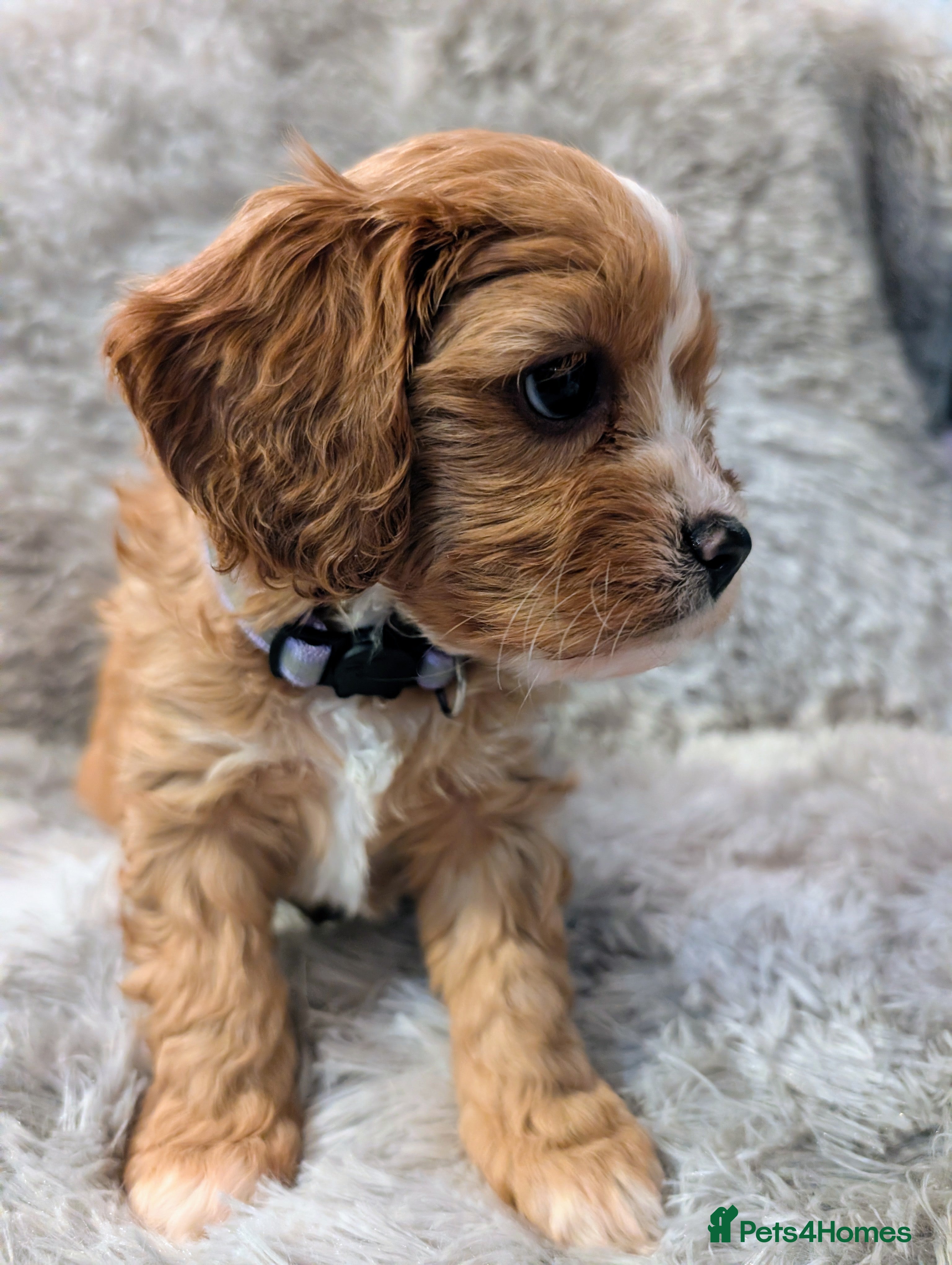 Cavapoo dogs ❤️F1 CAVAPOO BABIES❤️ HEALTH TESTED PARENTS!🐩 - Advert 4
