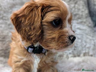 Cavapoo dogs ❤️F1 CAVAPOO GIRL❤️ HEALTH TESTED PARENTS!🐩 - Advert 14