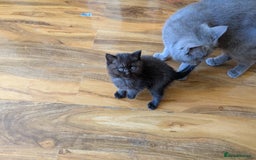 British Shorthair cats for sale: British shorthair kittens  - Image 4
