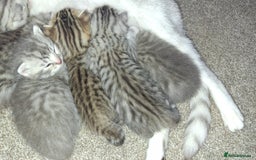 British Shorthair cats for sale: 2 female 4 male kittens  - Image 3