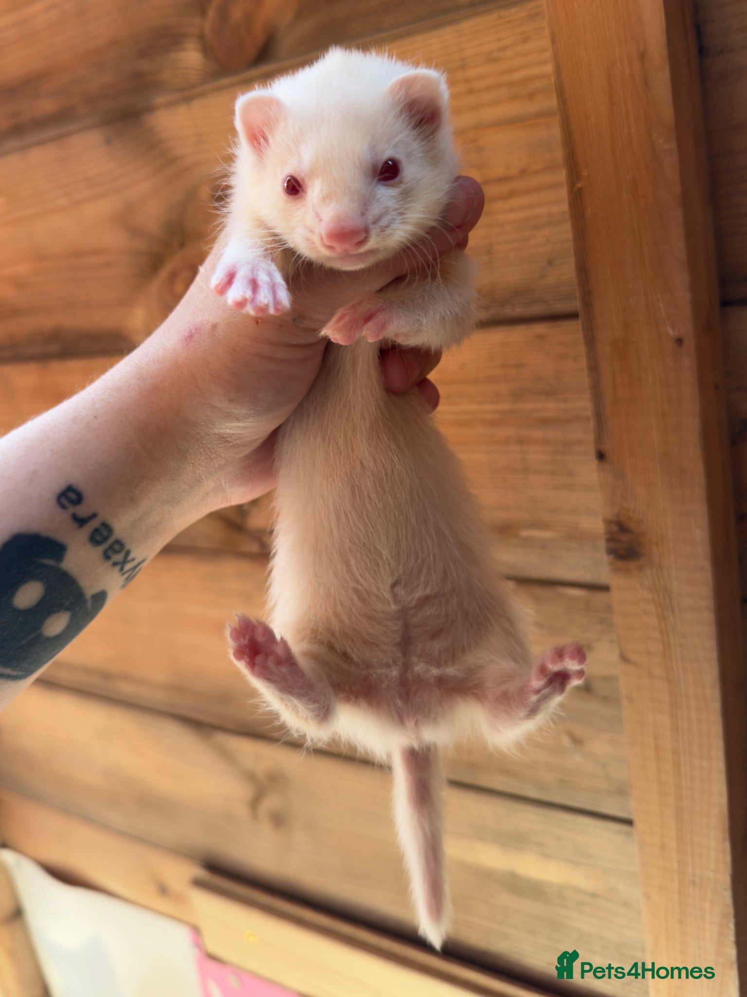 Ferret rodents Ferret kit - micro lineage - Advert 1