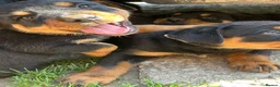 Rottweiler dogs for sale: Big chunky Rottweiler puppies  - Advert 7