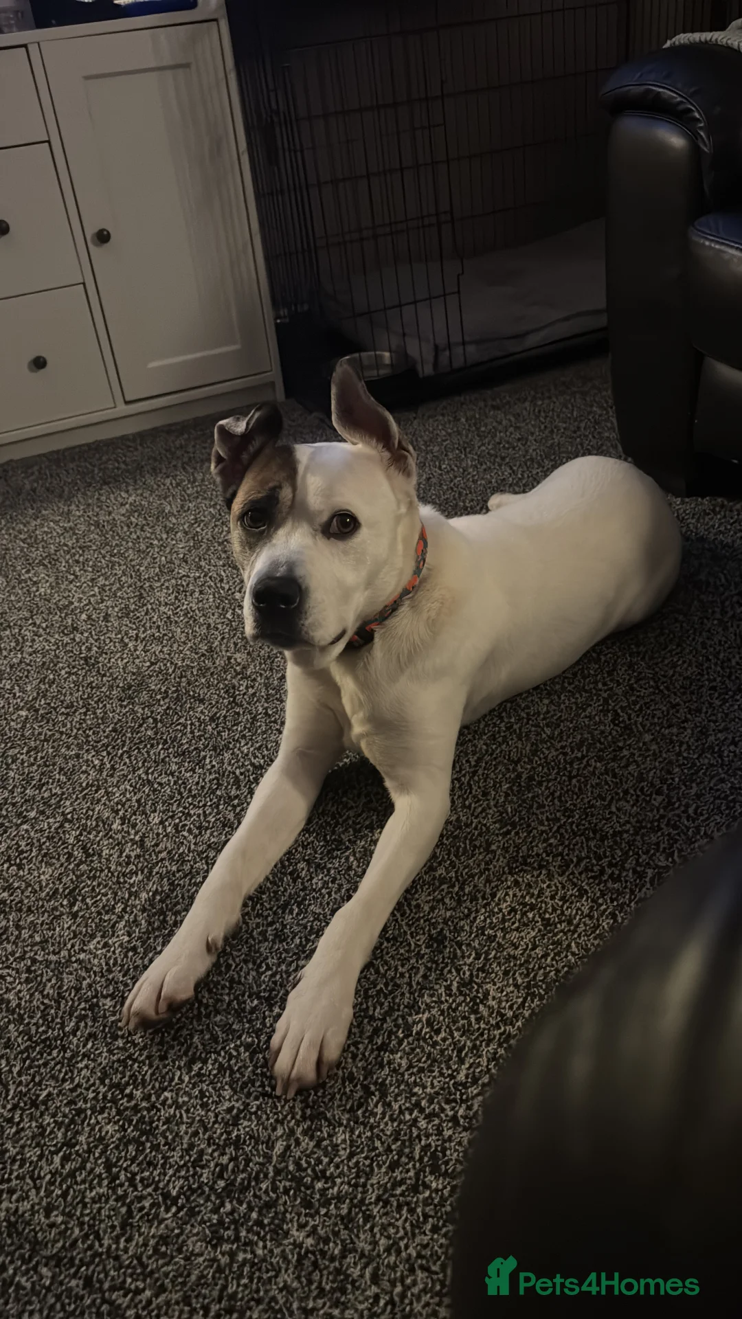 Mixed Breed dogs for sale: For sale  - Advert 4