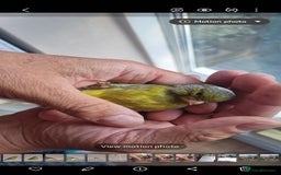 Canaries birds for sale: Two Canary Birds for sale, £20 each - Image 2