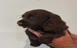 Cocker Spaniel dogs for sale: Cocker spaniel pups KC REG & COUNCIL LICENSED  - Image 1