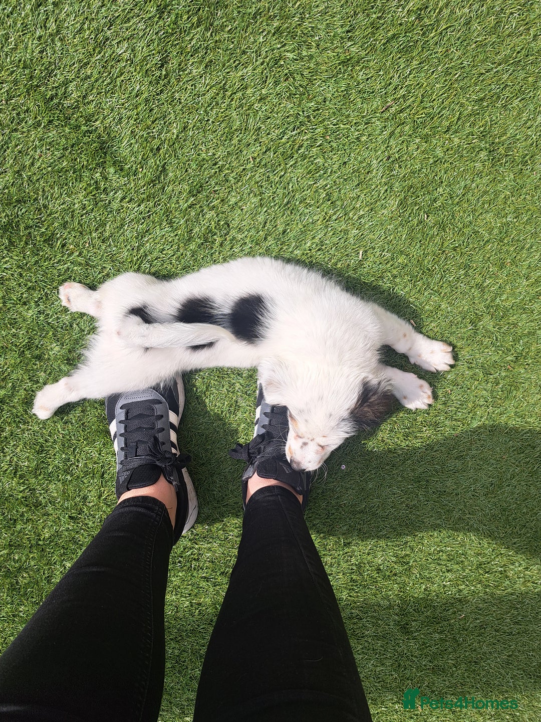 Mixed Breed dogs for sale: Male pup needs rehoming asap - Image 3