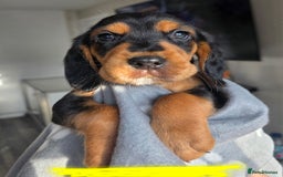 Bocker dogs for sale: 7x Bocker pups (born 22/06/2025) - Image 27