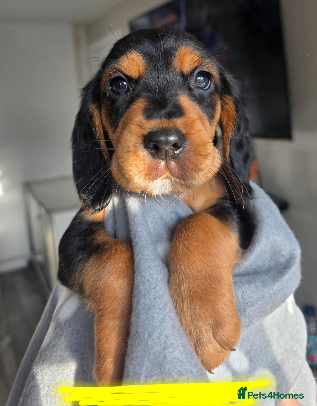 Bocker dogs for sale: 7x Bocker pups (born 22/06/2025) - Image 27