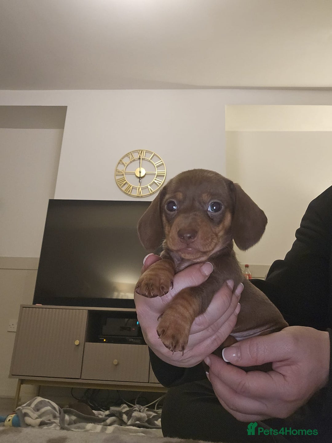 Miniature Dachshund dogs for sale: Stunning miniature dachshund puppies - Advert 17