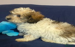 Mixed Breed dogs for sale: Beautiful Shihpoo cross maltese puppies - Image 13