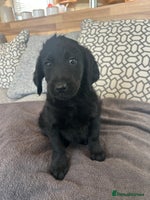 Labradoodle dogs - Advert 5