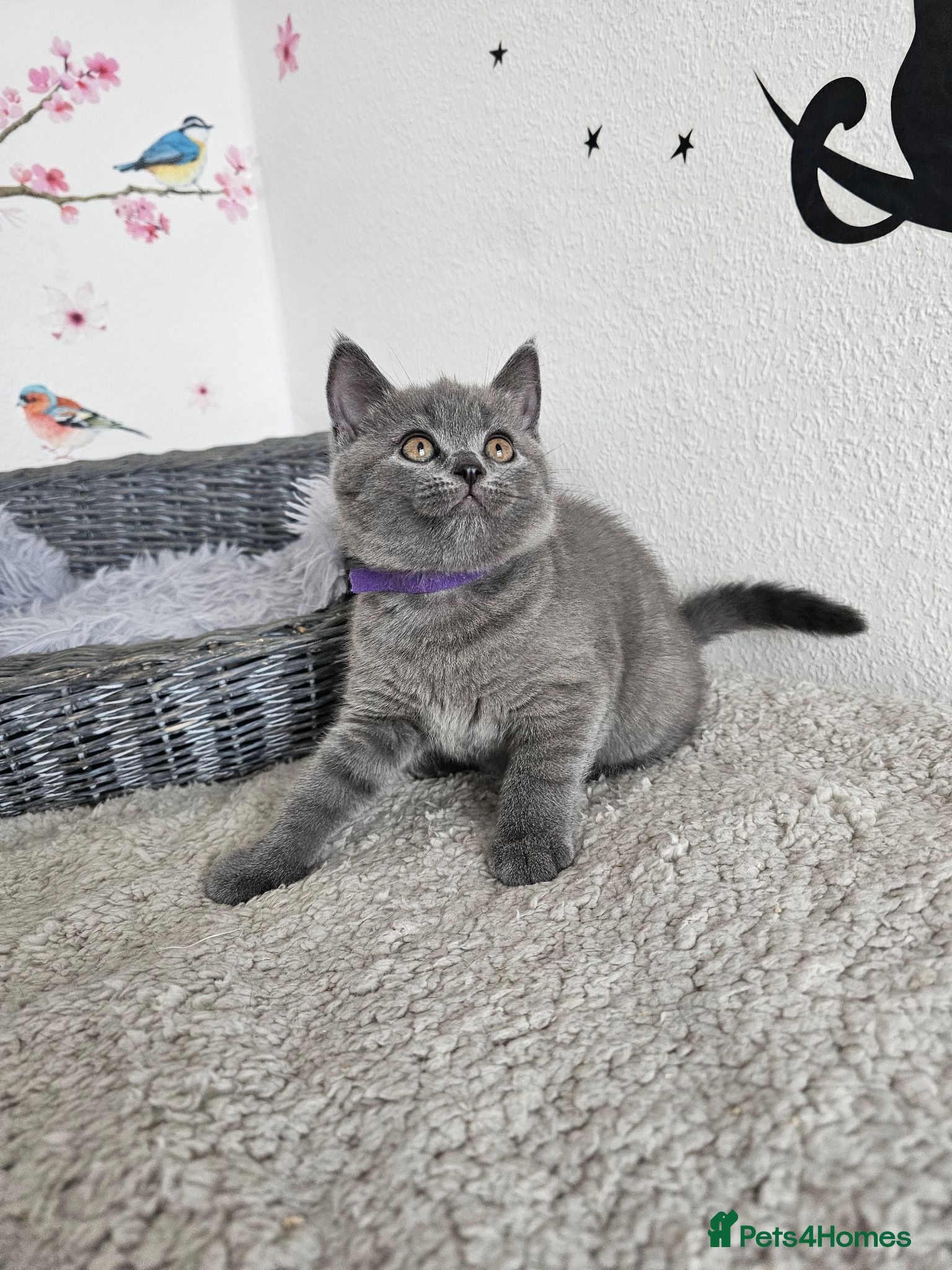 British Shorthair cats British Shorthair Kittens - Advert 2
