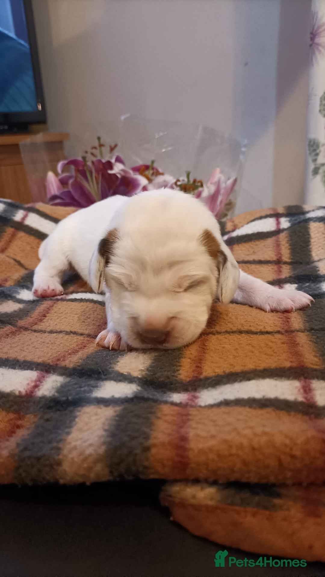 Mixed Breed dogs for sale: Cocker spaniel and terrier hybrid puppies  - Image 8