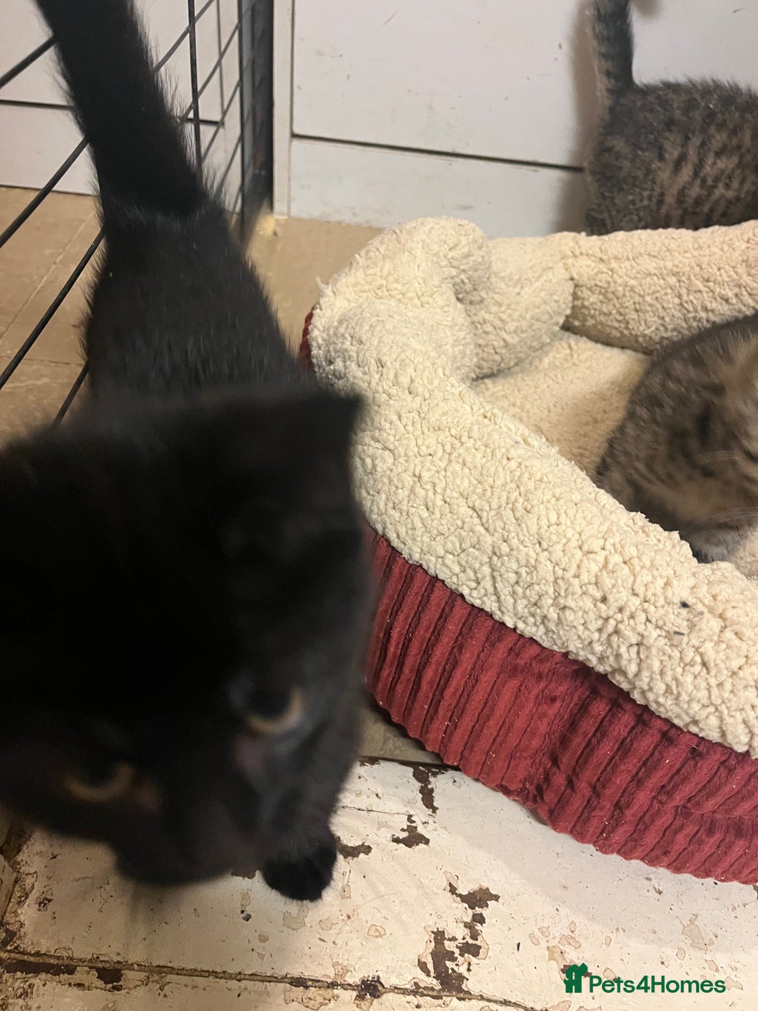 Domestic Shorthair cats for sale: Tabby kitten - Image 2