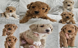 Mini Goldendoodle dogs for sale: Toy Golden Doodles ~ Mini, Loving & Hypoallergenic - Image 1