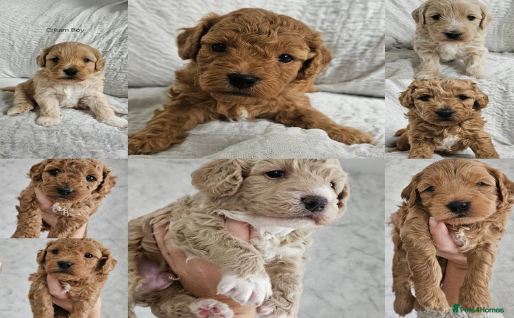 Mini Goldendoodle dogs - Advert 1
