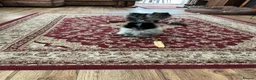 Pomeranian dogs for sale: Pomeranian in Doncaster - Advert 4