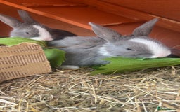 Mini Lop rabbits for sale: Grey and white babies for sale  - Image 4