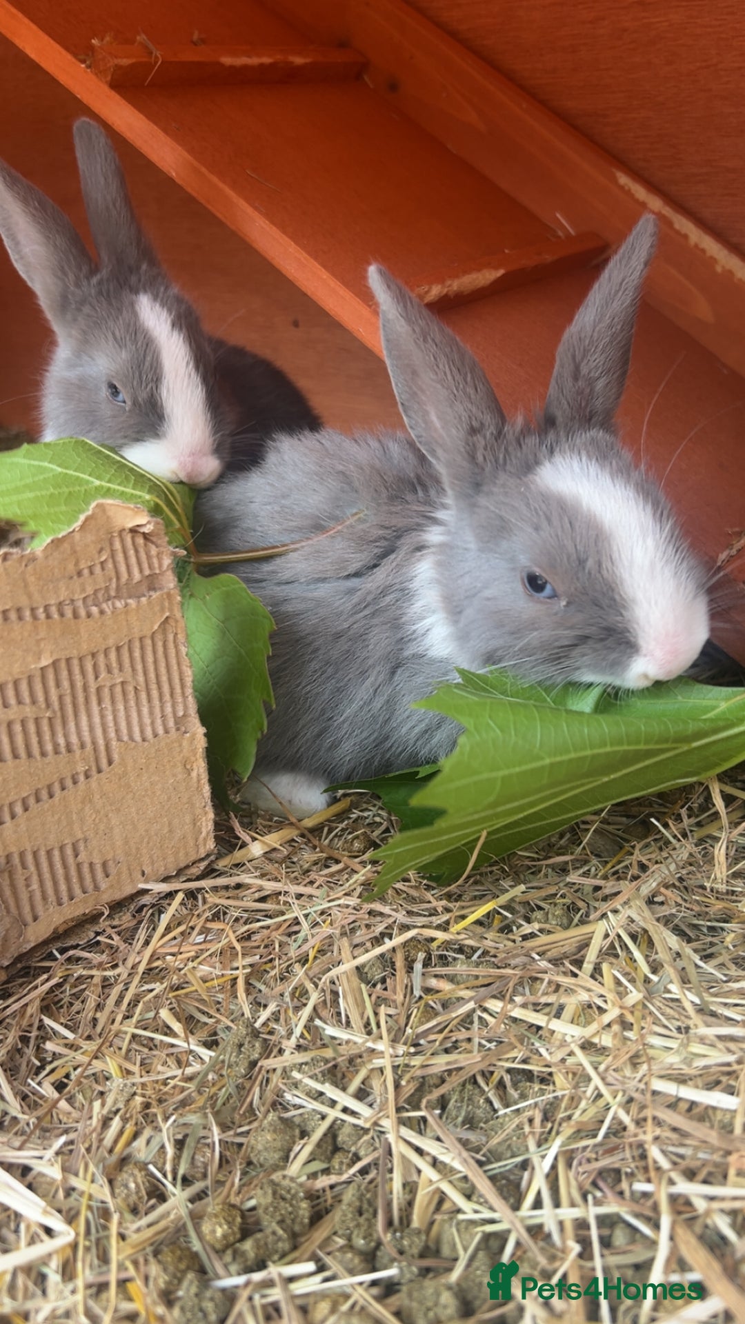Mini Lop rabbits for sale: Grey and white babies for sale  - Image 4