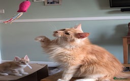 Maine Coon cats for sale: Maine coon babies  - Image 25