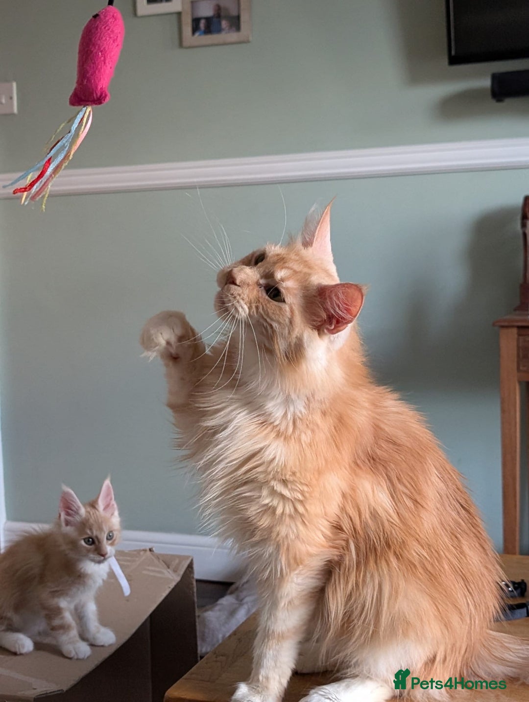 Maine Coon cats for sale: Maine coon babies  - Image 25