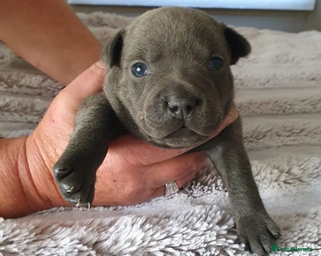 Staffordshire Bull Terrier dogs for sale: Super blueish staffys with excellent nature in Frome - Advert 2