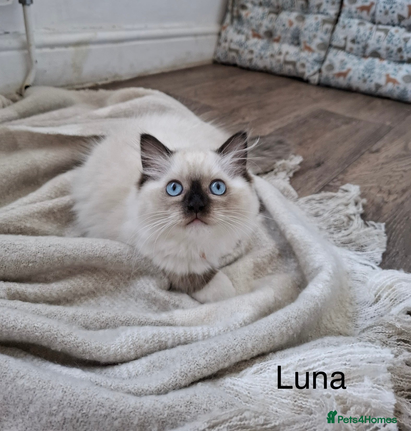 Ragdoll cats Purebread Ragdoll Kittens - TICA YORKSHIRE - Advert 1