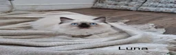 Ragdoll cats for sale: Purebread Ragdoll Kittens - TICA YORKSHIRE - Advert 2