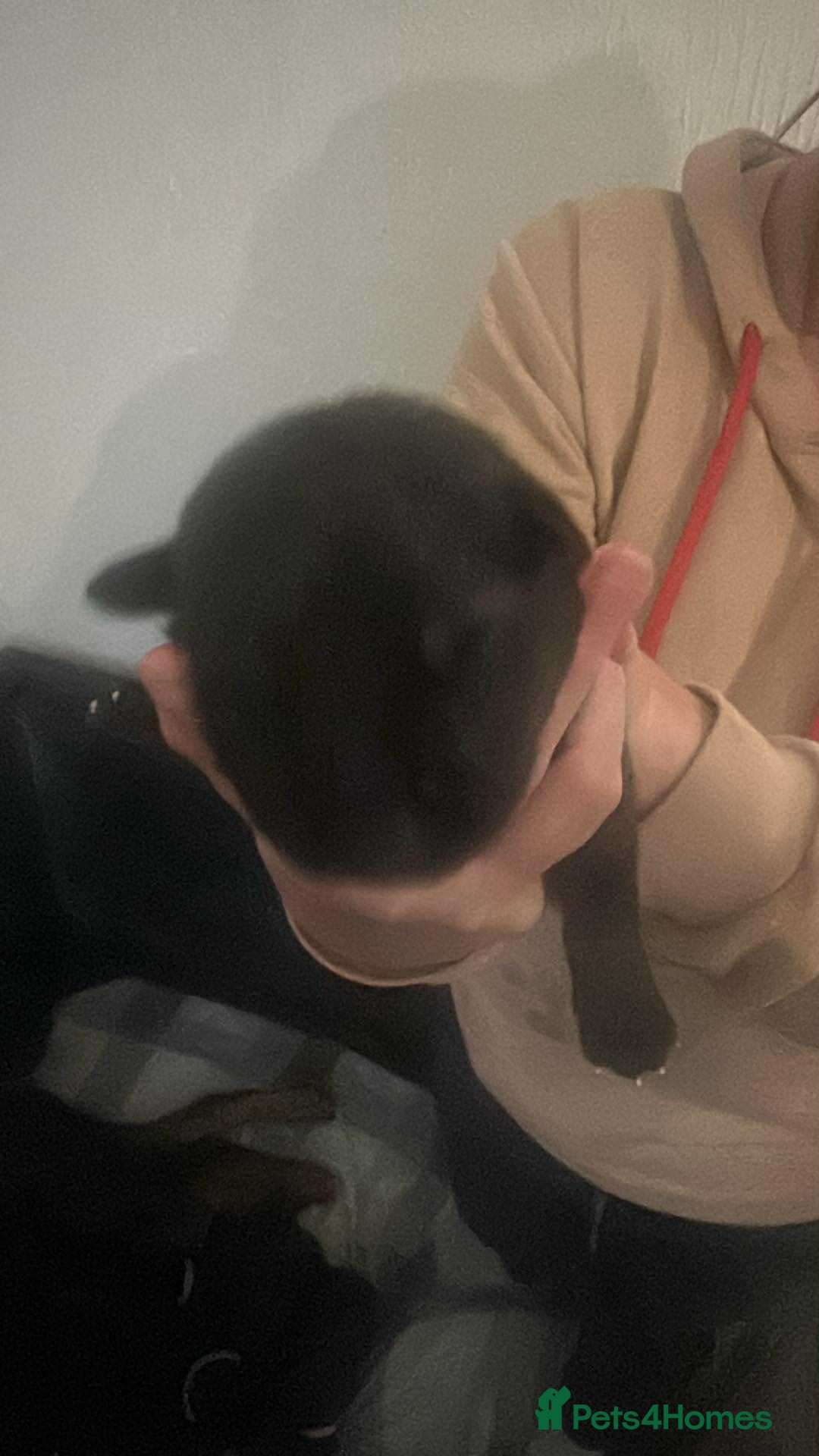 Mixed Breed dogs for sale: Shepweiller Puppies (8/10/25) - Image 8