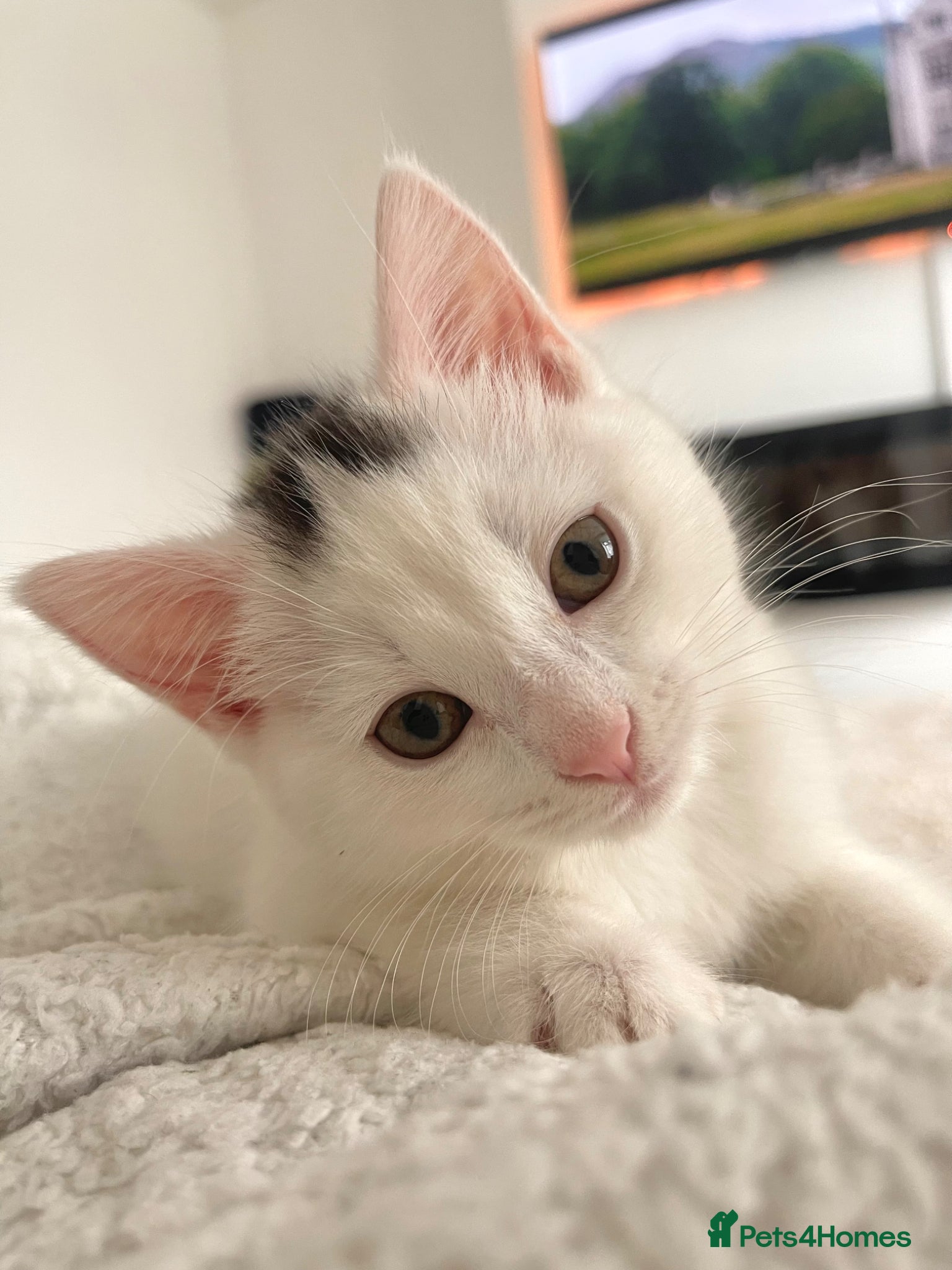 British Shorthair cats Stunning litter of white kittens  - Advert 14