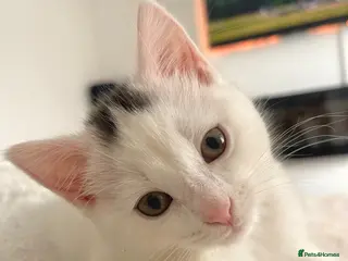 British Shorthair cats Stunning litter of white kittens - Advert 14