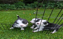 Border Collie dogs for sale: Border Collie Pups - house reared - Image 7