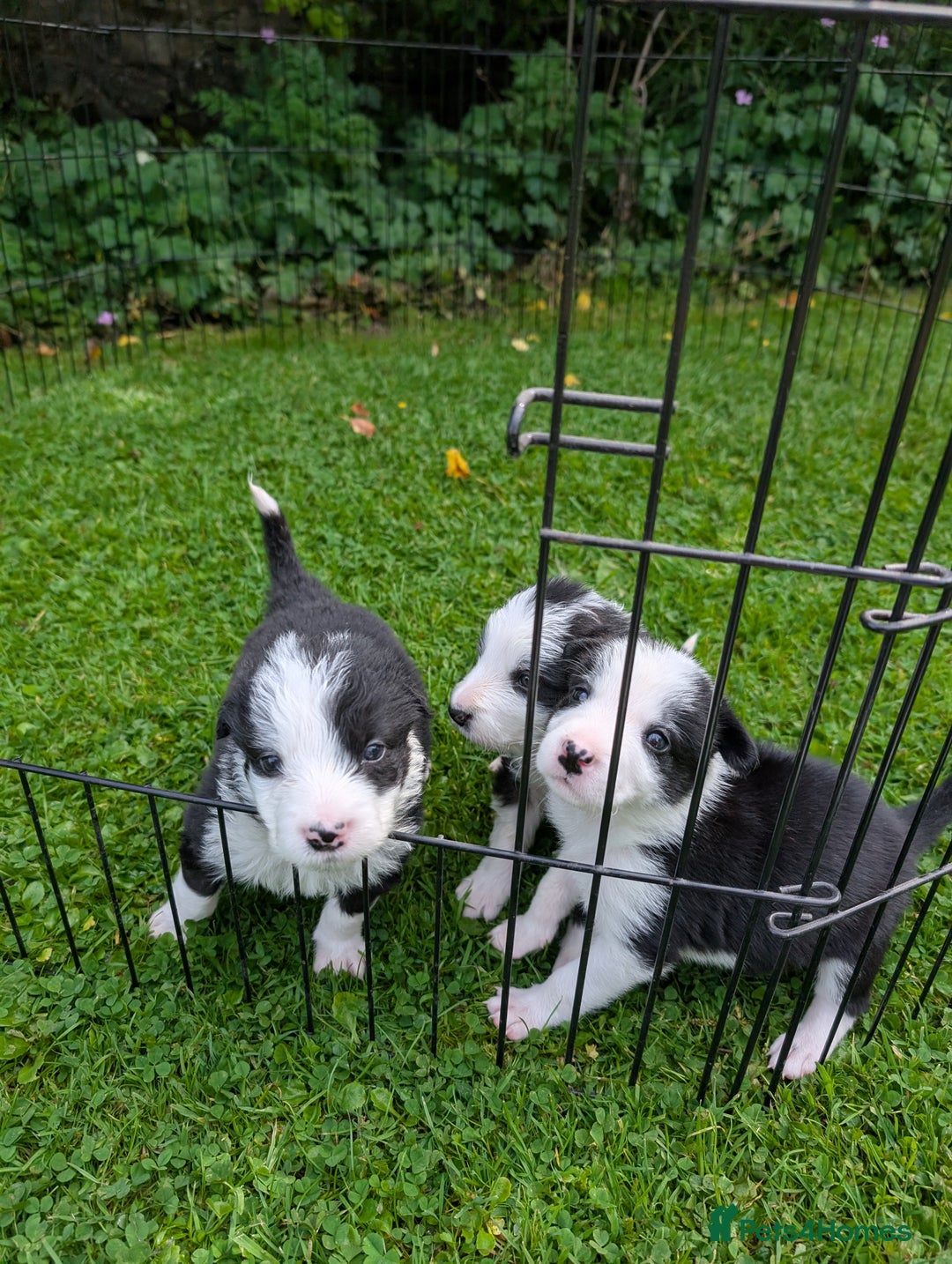 Border Collie dogs for sale: Border Collie Pups - house reared - Image 7