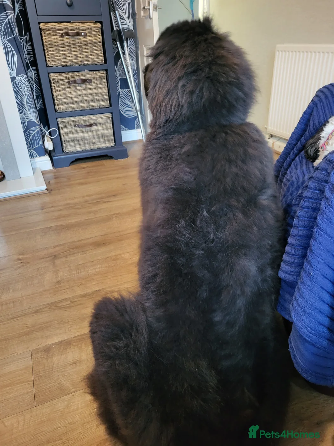 Newfoundland dogs for sale: Newfoundland female  - Advert 3