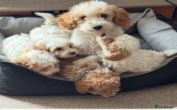 Cavachon dogs for sale: Amazing Cavapoochons  - Image 12