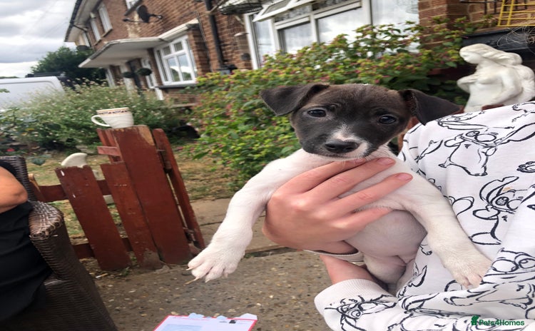 Jack Russell dogs - Advert 10