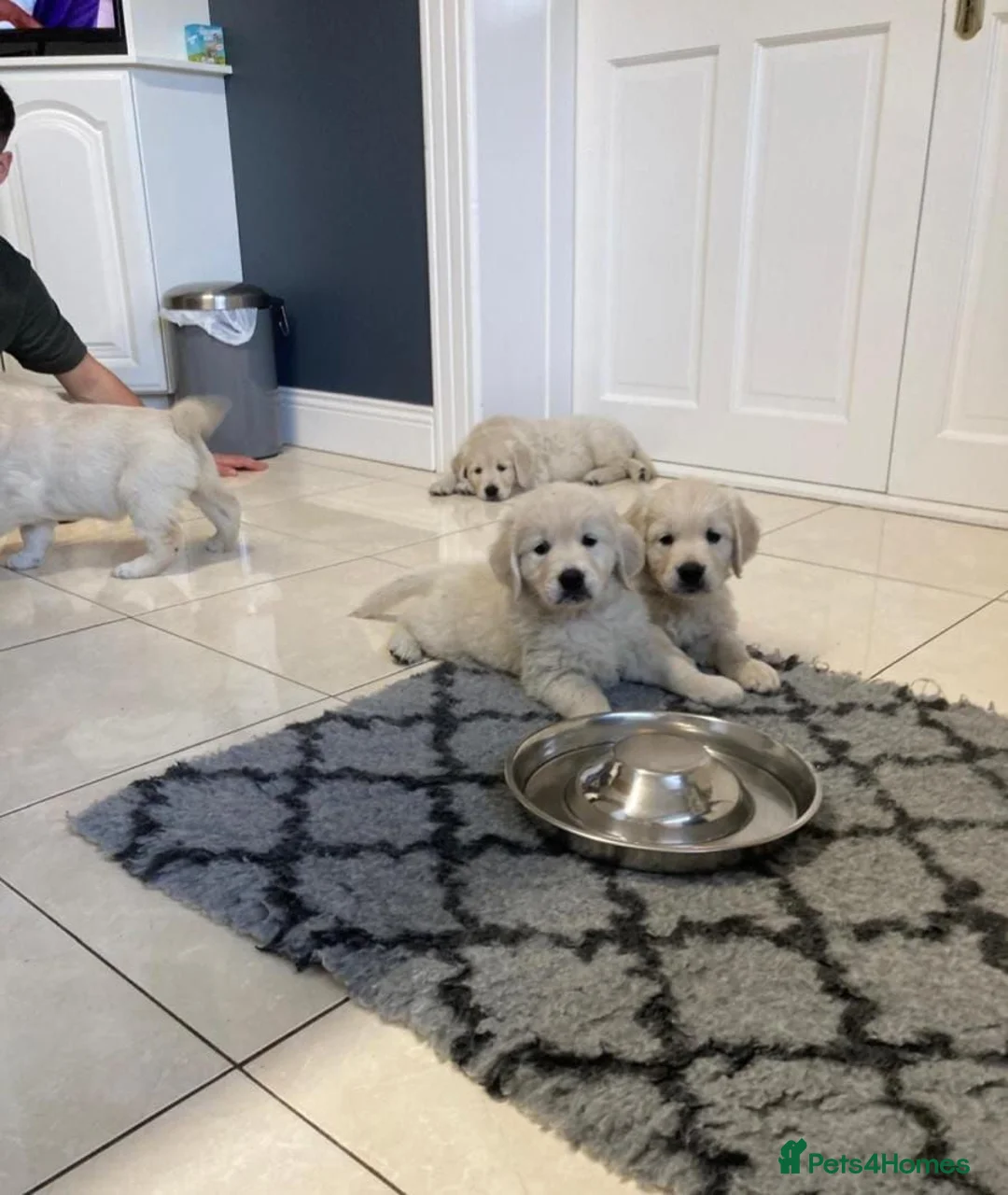 Golden Retriever dogs for sale: GOLDEN RETRIEVER PUPPIES DNA TRSTED in Preston - Advert 2