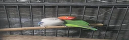 Lovebirds birds for sale: two bonded love birds  in Birmingham - Advert 2