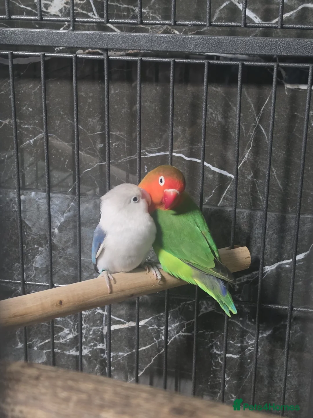 Lovebirds birds for sale: two bonded love birds  in Birmingham - Advert 2