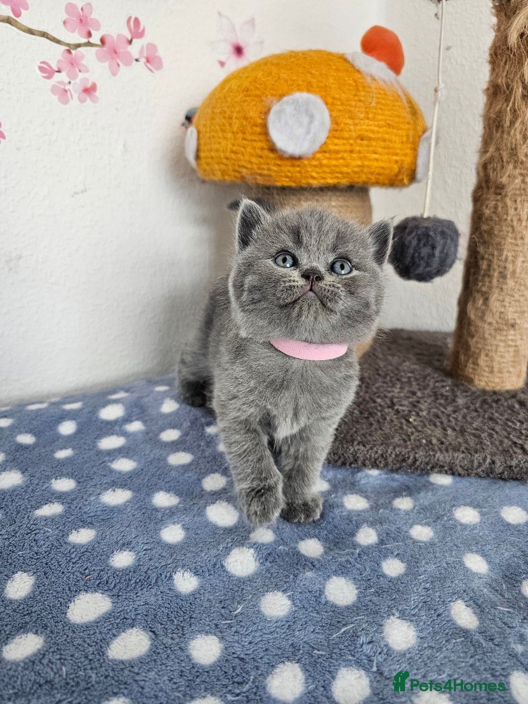 British Shorthair cats for sale: Gccf British Shorthair kittens  - Image 9
