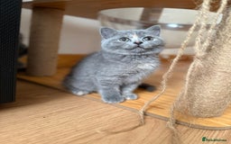 British Shorthair cats for sale: BRITISH SHORTHAIR BLUE/TORTIE/CREAM in Ramsgate - Image 12