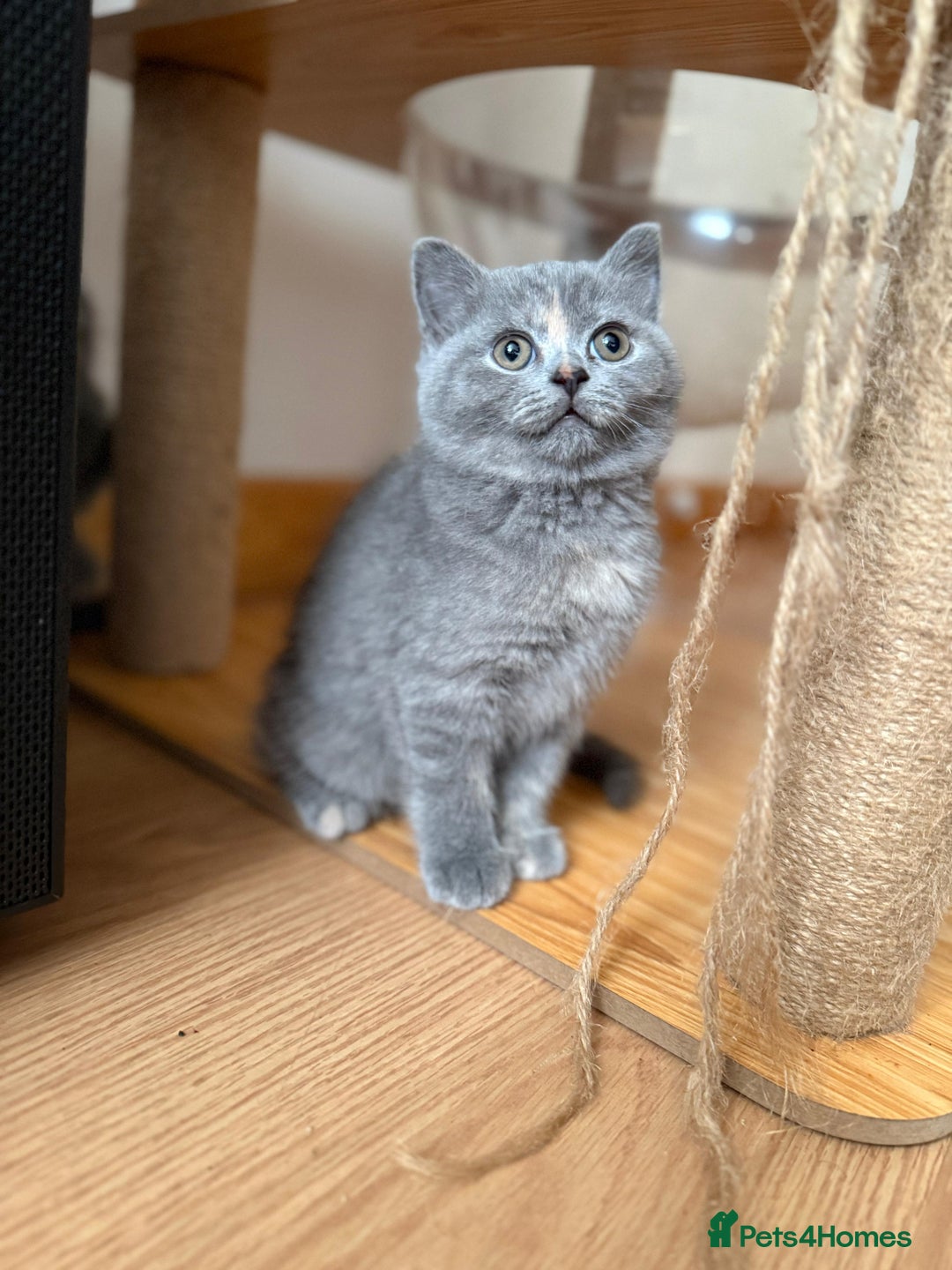 British Shorthair cats for sale: BRITISH SHORTHAIR BLUE/TORTIE/CREAM in Ramsgate - Image 12