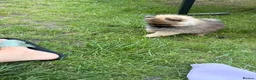 Pomeranian dogs for sale: Reduced price, last baby boy available - Advert 5