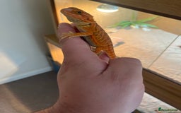 Bearded Dragon reptiles for sale: Baby bearded dragon  - Image 4