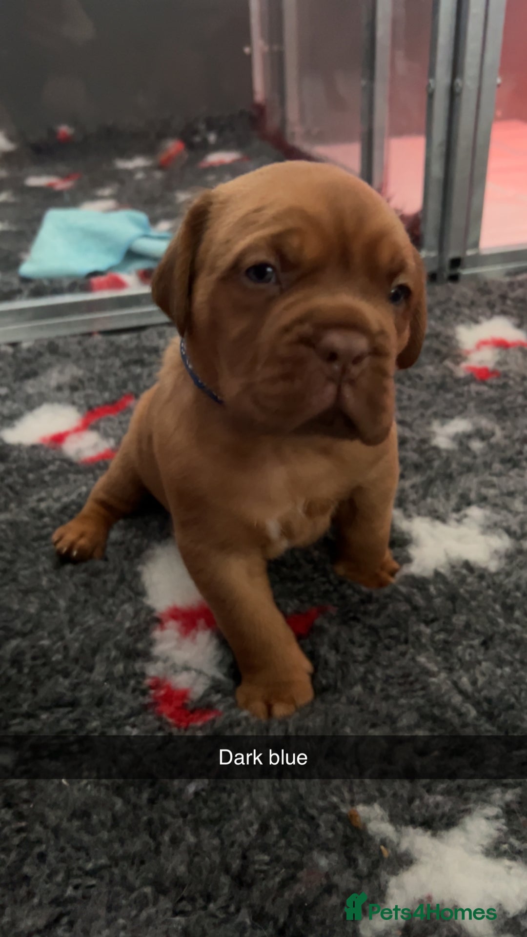 Dogue De Bordeaux dogs for sale: Chunky kc registered dogue de Bordeaux puppies - Advert 9