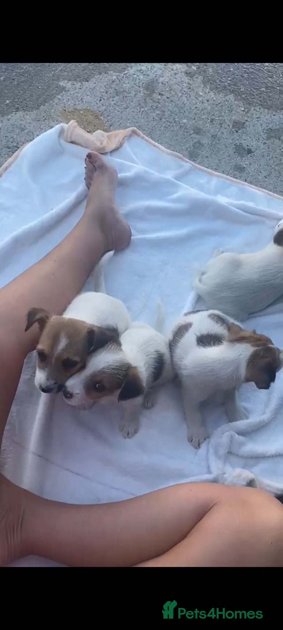 Jack Russell dogs Girl pup left  - Advert 1