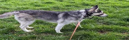 Mixed Breed dogs for sale: Husky x looking for a new home. - Advert 4